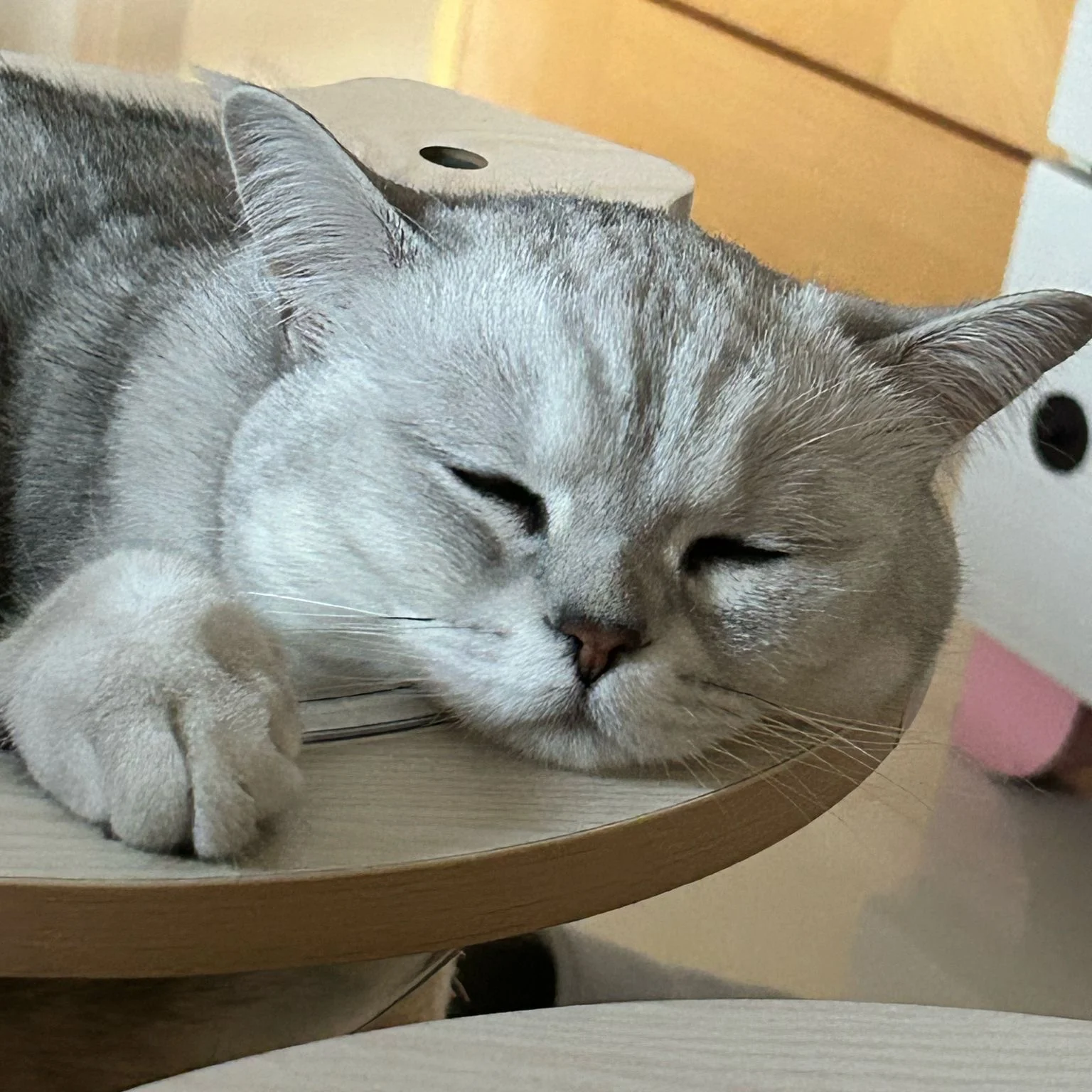 taichimike